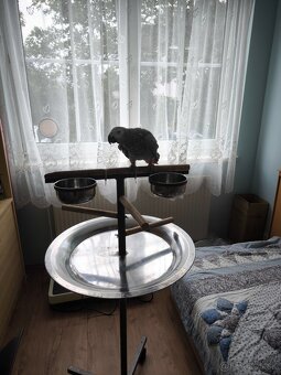 Žako papagáj šedý - 3