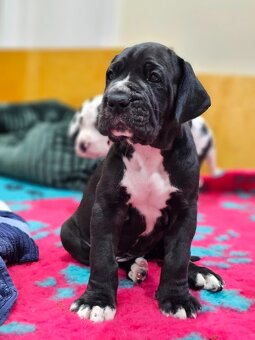 Nemecká doga šteniatka s PP - 3