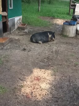 Kune kune - 3