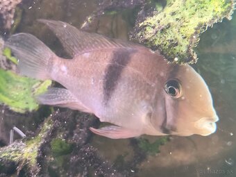 Cichlidy Guianacara geayi - 3