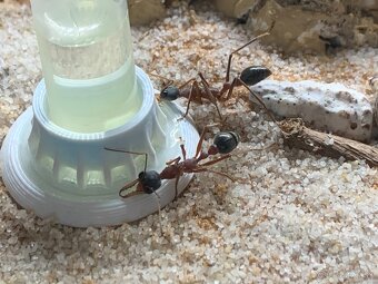 Myrmecia nigriceps - Australský býk - 3