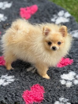 Pomeranian s PP - 3
