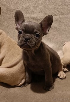 Šteniatka - Francúzsky buldoček, blue, lilak fawn, - 3