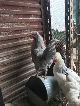 Araucana levander - 3