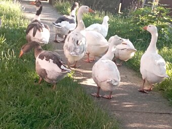 Predám husy - 3