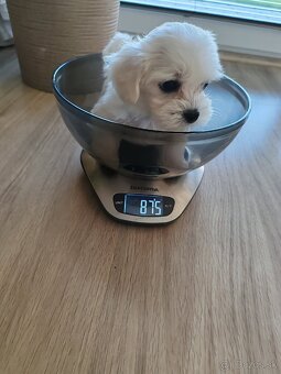 Maltezák šteniatko - 3