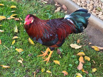 Ponúkam na predaj kohútika na ďalší chov - 3