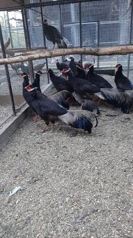 Bažanty usaty hnedy - 3