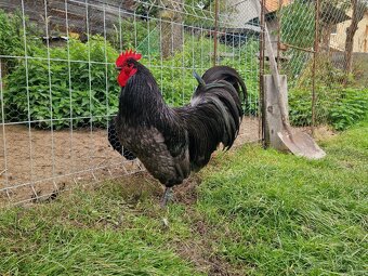 Australorpka veľla modrá - 3