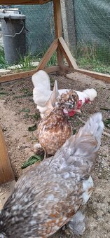 Nasadove vajíčka - 3