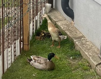 Indicky bezec - 3