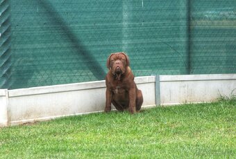 Dogue de Bordeaux, Bordeauxska doga, Bordo doga - 3