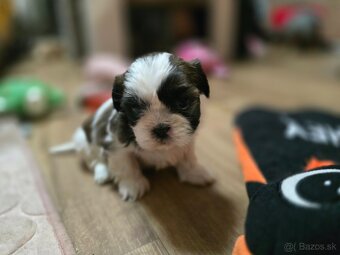 Shi-tzu - 3
