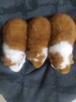 morčátka US Teddy - 3