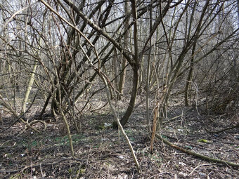 NOVÁ CENÁ GABČÍKOVO - NA PREDAJ rekreačný a lesný pozemok - 3