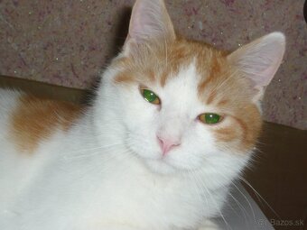 HĽADÁ SA DOBRÁ RODINKA - 3