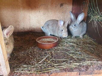 4-mesačné samičky - 3