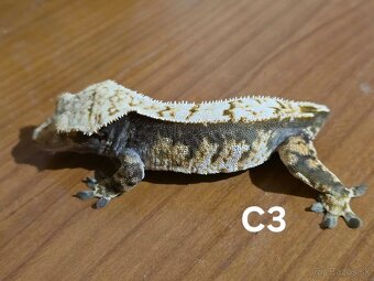 Pagekón riasnatý - 3