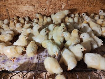 Kuriatka - Lohman Biely - 3