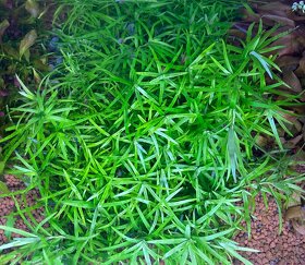 Heteranthera zosterifolia - 3