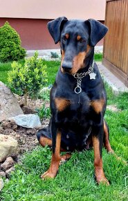 Doberman šteniatka - 3