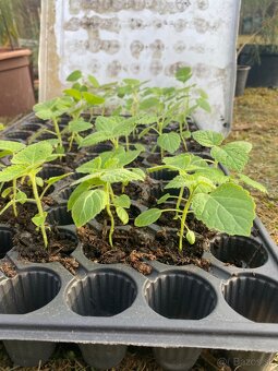 Paulownia Tomentosa rýchlorastúci strom - 3