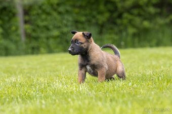 Belgický ovčiak malinois šteniatka s PP rodokmeňom - 3