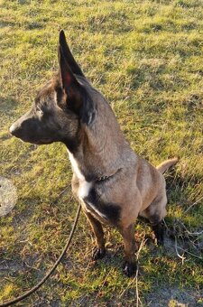 Belgicky ovčiak Malinois - 3
