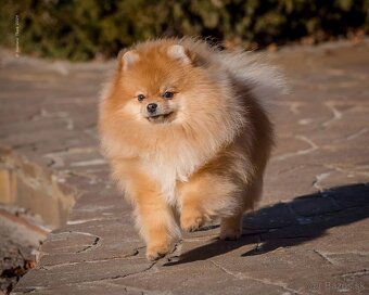 Pomeranian na krytie. - 3
