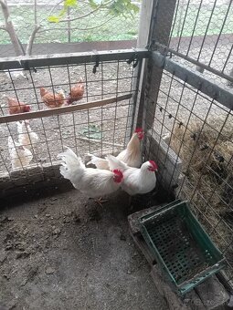 Kohúty - gazdovský mix - 3