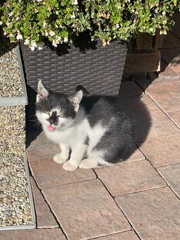 Darujem čiernobiele mačiatko - 3