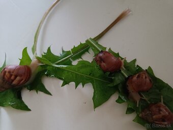 Slimák africký - 3