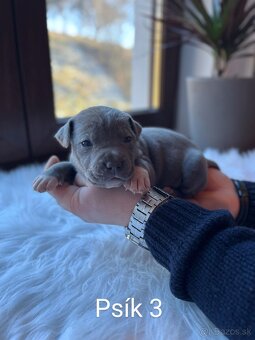 Americký stafordšírský teriér, staford modrý, amstaff - 3