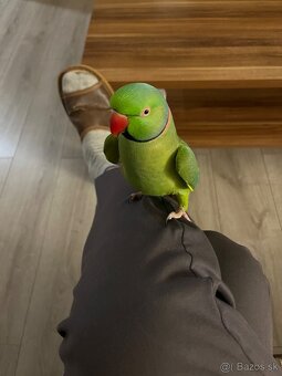 Alexander Malý kľudný krotký. - 3