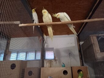 Predám Korely, Andulky - 3