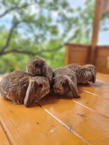 Zdrobnené králiky - barančeky - 3