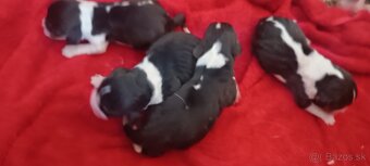 Bígl,Bigl,Beagle,Bigel šteniatka - 3