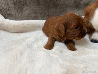 Cavapoo - 3