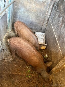 Mangalica - 3