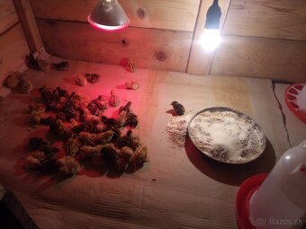 japonské prepelice - 3