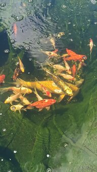 Predam koi kapre a karasy - 3