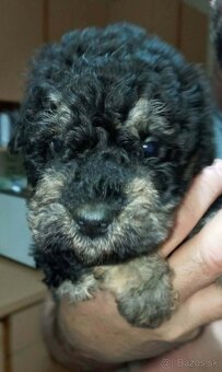 Pudel Šteniatka - 3