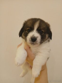 Darujem šteniatko - 3