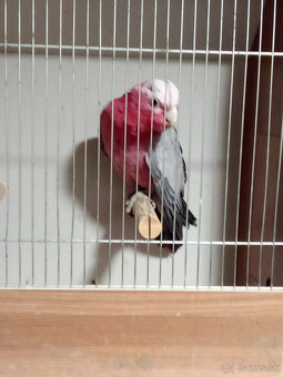 Kakadu ružový - ROK 2025 - 3