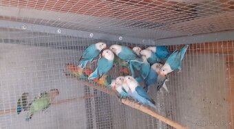 Predam Agapornis - 3