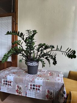 Izbova rastlina Zamiokulkas - 3