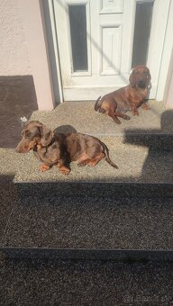 Jazvecík standart - 3