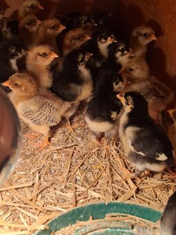 Kuriatka marans,vlaška, Domáci mix - 3