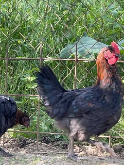 Marans kohút - 3