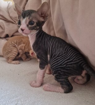 Predám mačiatka Sphynx - 3